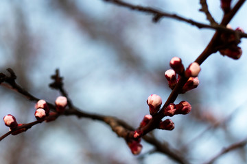 Pink closed buds of sakura against the background of blurred blue sky and branches. Spring photo for your design.