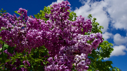 Lilac tree in front of cloudy and blue sky. Lilac tree in spring of May.