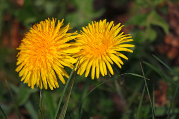 Dandelion macro photo. Yellow dandelion flower. Green dandelion leaves.