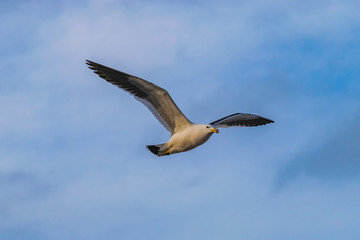 Obraz premium seagull flying with blue sky
