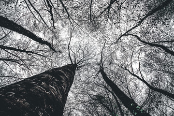 View from below of a forest - dark moody color.