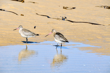 Cap ferret/ France: A couple of waterfowl on the beach of arcachon bay
