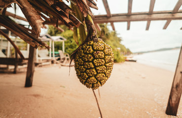 Fototapeta Tropikalny dziki owoc, ananas. obraz