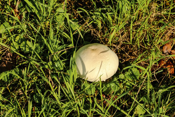 Pilz Schafchampignon, Wiesenchampignon, Agaricus arvensis