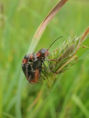 bug on a leaf