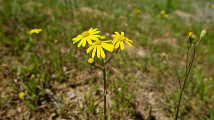 yellow daisy in may spring