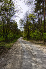 Fototapeta na wymiar Polna droga w lesie