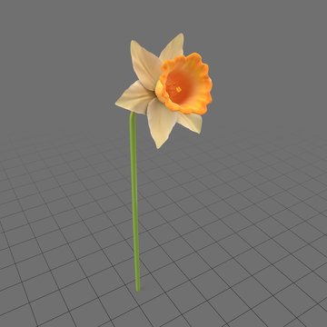 Narcissus flower