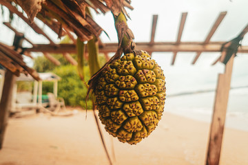 Tropikalny dziki owoc, ananas. - obrazy, fototapety, plakaty