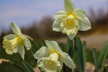Fototapeta premium yellow Daffodils in the garden, selective focus.