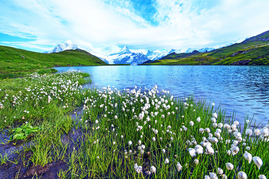 Nice view of flowers eriophorum sheuchzeri near the lake. Swiss Alps, Europe. Wetterhorn, Schreckhorn, Finsteraarhorn et Bachsee. (relaxation, harmony, anti-stress - concept). © anko_ter