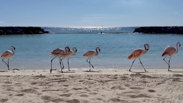 Flamingos walking on a beach