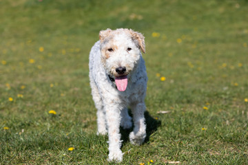 Tired of running, a white and gray mixed breed dog walks with a protruding tongue to cool off.
