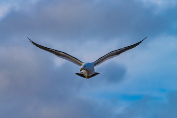seagull flying with blue sky