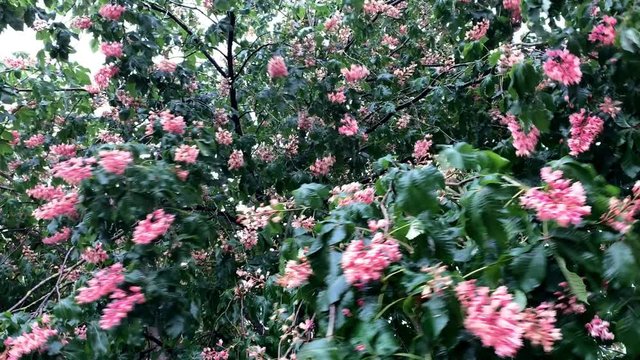 Pink flowers on a chestnut tree are affected by wind and rain