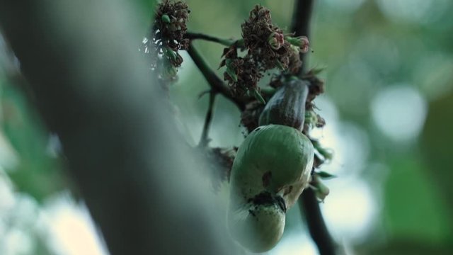 leaves and cashew fruit on tree