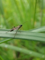 grasshopper on a leaf