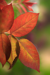 Colorful leaves on nature background