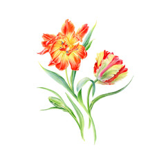Hand drawn watercolor vector Sunny Tulips flowers. Can be used as a greeting card for background, birthday, mother's day