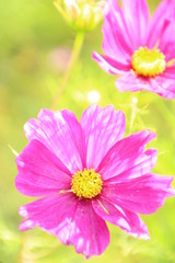 Obraz premium コスモス