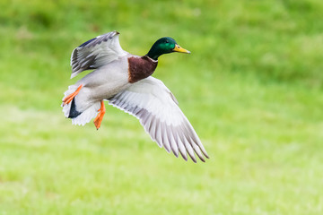 Drake Mallard Landing with Feet Down with Green Background