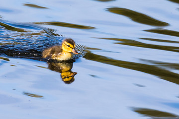 Mallard Duckling Taking in a Beautiful Morning