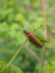 bug on a leaf