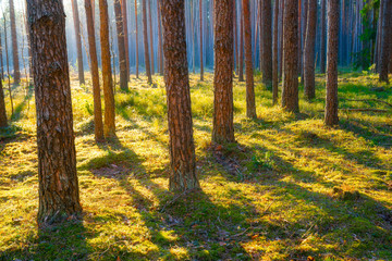 Scenic pine forest