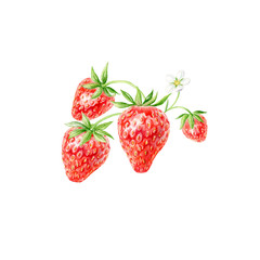 Set of Strawberries vector watercolor. Hand-drawn watercolour illustration. Fresh red berries