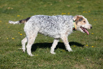 Tired of running, a white and gray mixed breed dog walks with a protruding tongue to cool off.