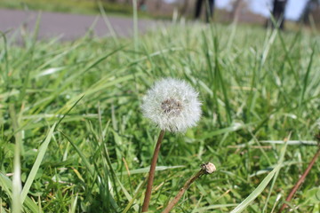 dandelion in the grass on a sunny day