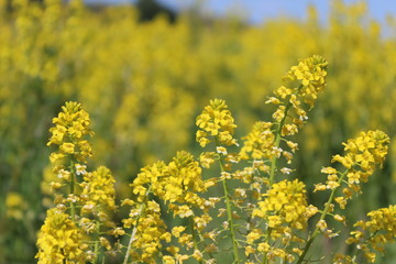 Obraz premium Field of yellow flowers