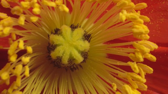 Extreme macro, red poppy flower pistil and stamen, sunlight motion