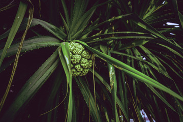 Tropikalny dziki owoc, ananas.