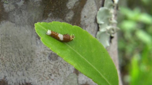 Brown and white caterpillar displays osmeterium, orchard swallowtail