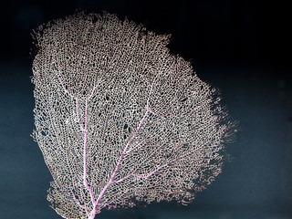 Close up de coral em formato de leque