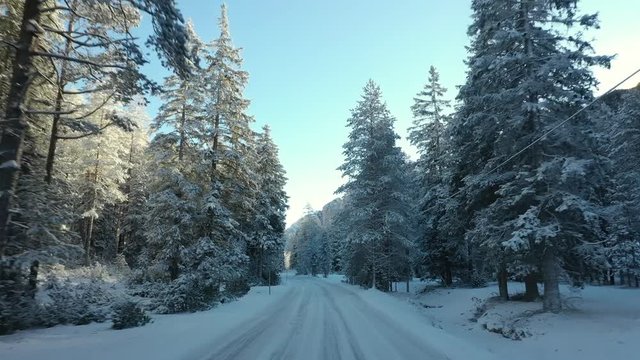 A drive through the snow-covered forest. The narrow road leading through. Pine trees stand tall and straight. Sun rays piercing through the branches. Blue sky above.