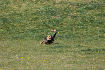 A mixed breed dog runs after a thrown ball and wants to catch it to bring back to its owner.