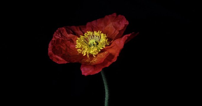 time lapse, red poppy flower natural motion, isolated on black background