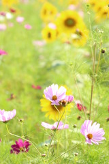 ひまわりとコスモス