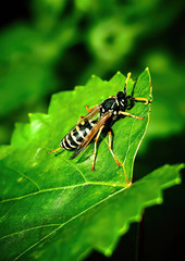 Naklejka premium green bug on a leaf
