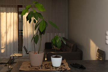 Avocado grown at home.