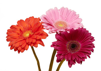 Three Herbera flowers red,  pink and purple on white background, isolated