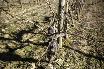 Vineyards in the countryside