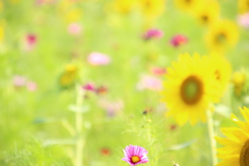 ひまわりとコスモス