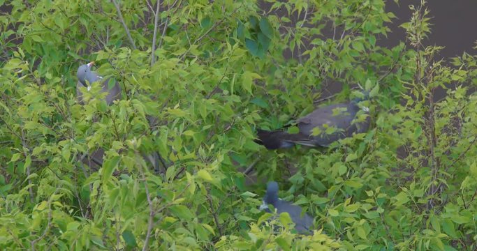 Three birds in a tree eating fruits from branches, columba palumbus on lote tree
