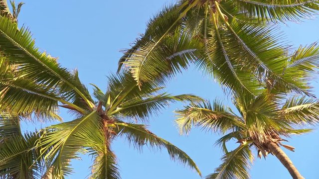 Coconut palm trees and shining sun over bright blue sky slow-motion