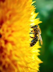 bee on yellow flower