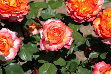 roses with red petals and green leaves, vertical image