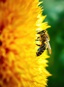 Bee On Yellow Flower